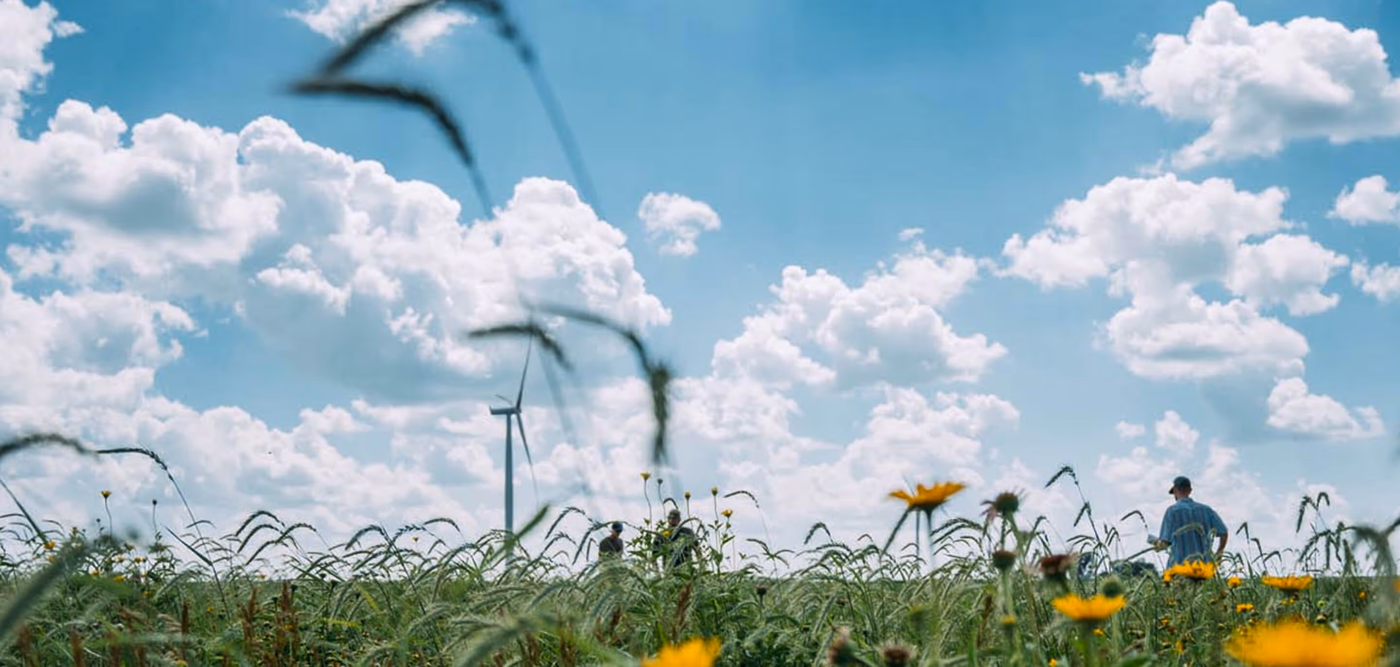 People stand in a green field with yellow flowers and a wind turbine under a blue sky with clouds.