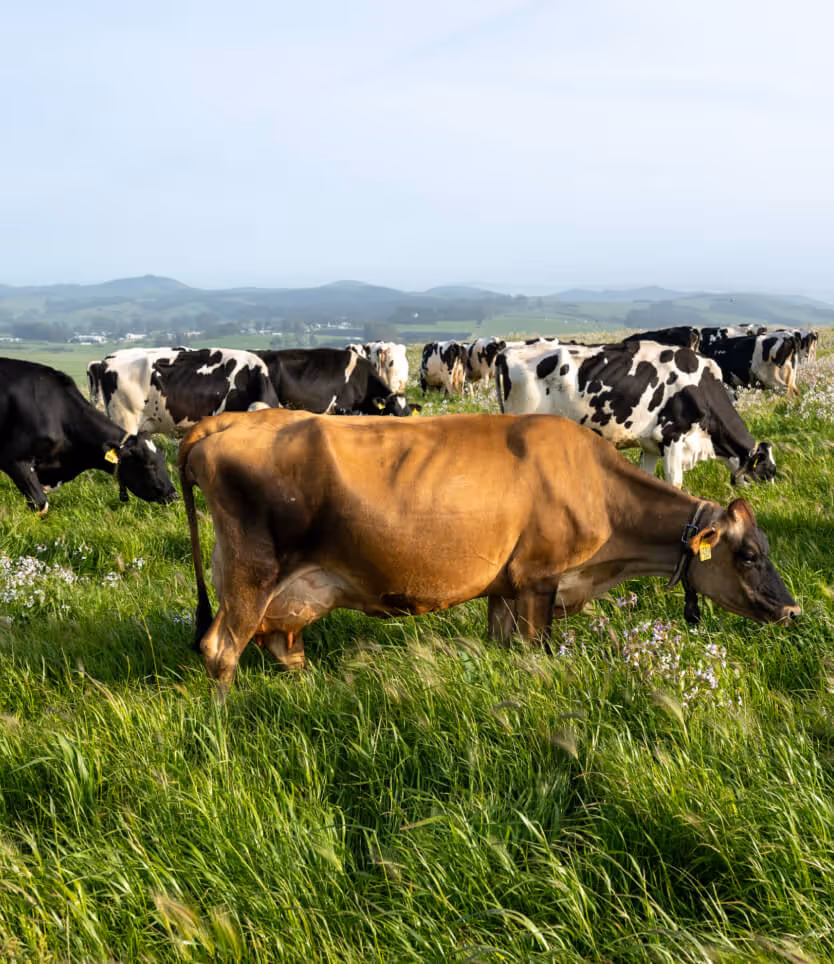 Brown and black-and-white cows grazing on green grass in a field with hills in the background.