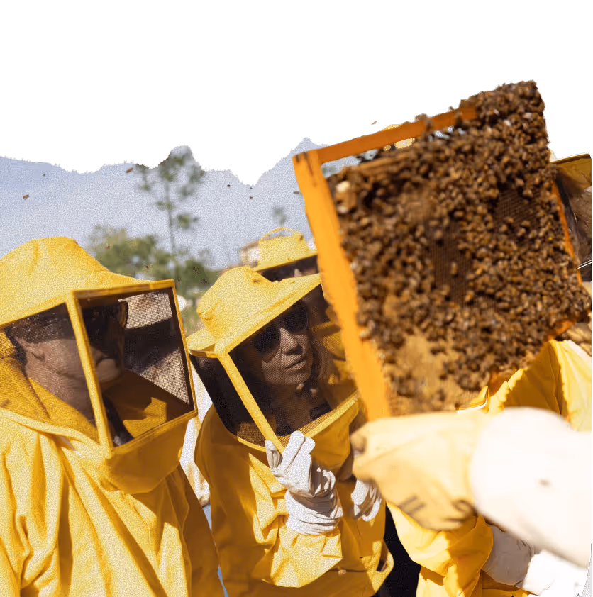 Beekeepers in yellow suits examining a honeycomb frame covered with bees outdoors.
