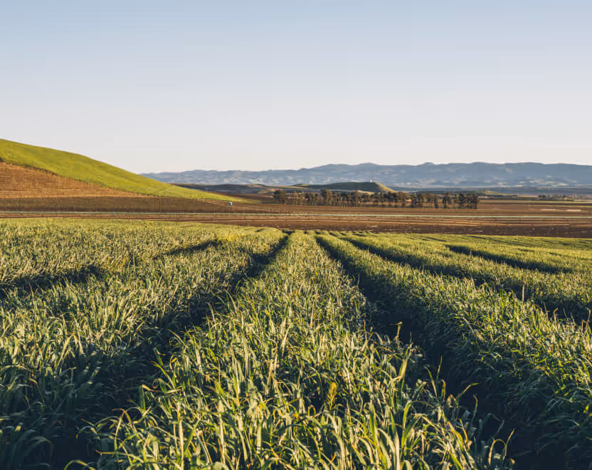 Rows of green crops growing in a field with distant hills under a clear sky.