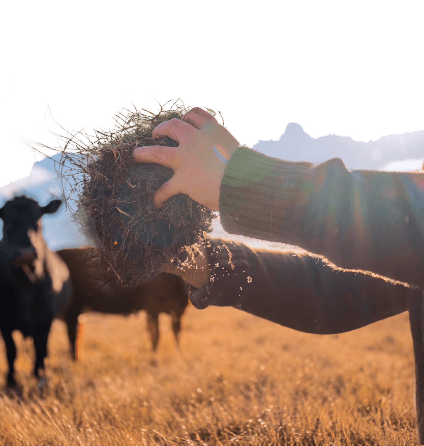 Hand holding a clump of soil and grass with sunlight and cows grazing in background.