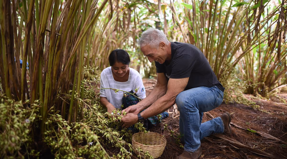 Two people kneeling and harvesting cardamom pods in a dense green plantation.