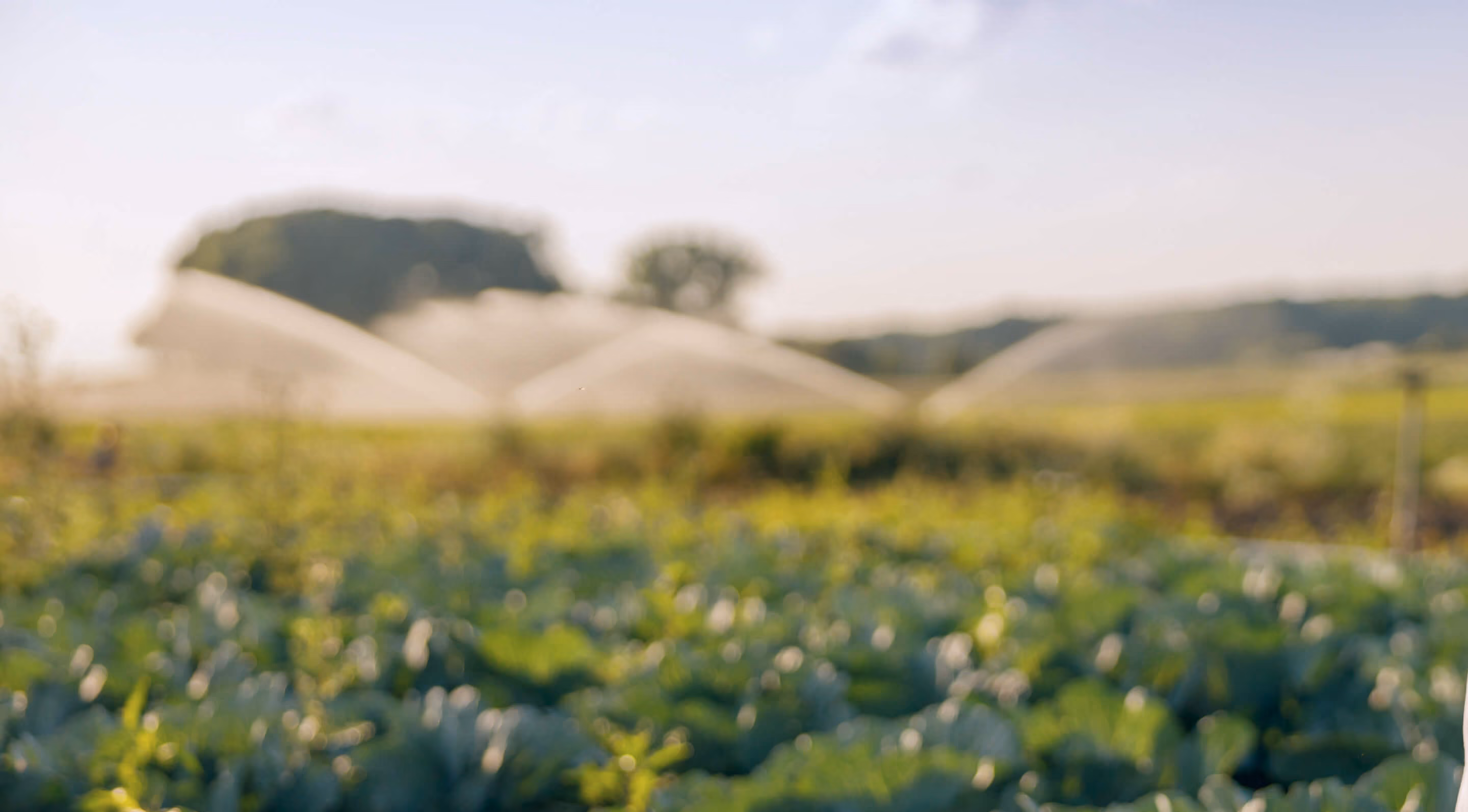 Field crops being watered by sprinklers under a bright sky with blurred trees and hills in background.