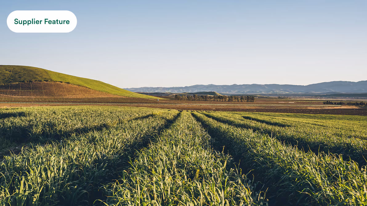 Expansive farmland with green crops in rows under clear sky and hills in the distance.