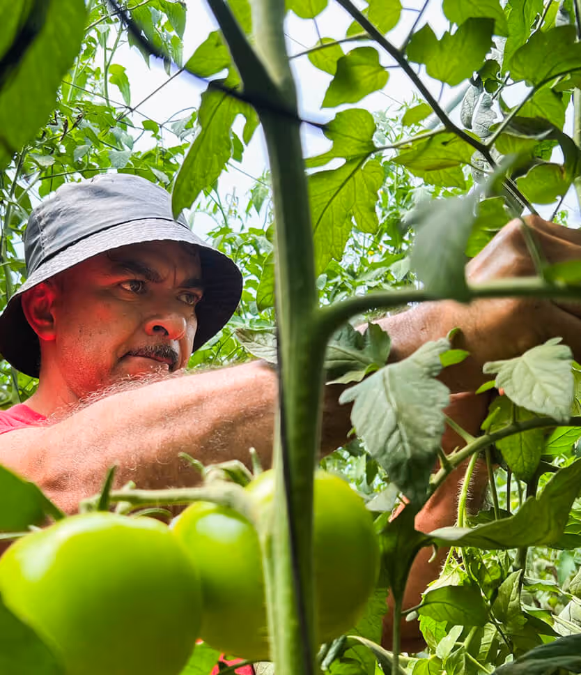 Man wearing a bucket hat tending to green tomatoes on a plant in a garden.