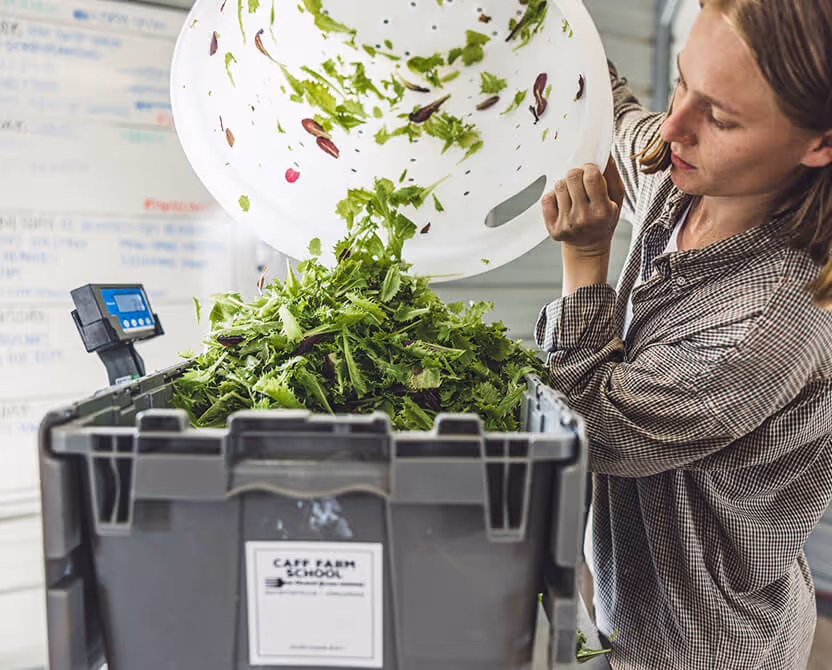 Person pouring mixed leafy greens from a white colander into a large crate labeled Farm School.