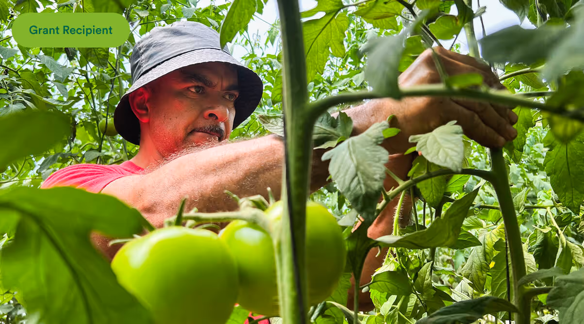Man wearing a bucket hat tending to tomato plants with unripe green tomatoes in a garden.