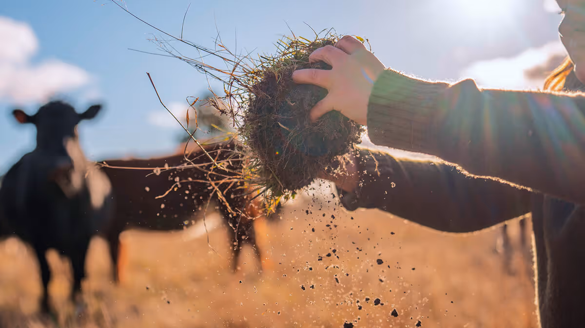 Person holding a clump of soil and grass with cows grazing blurred in the background.