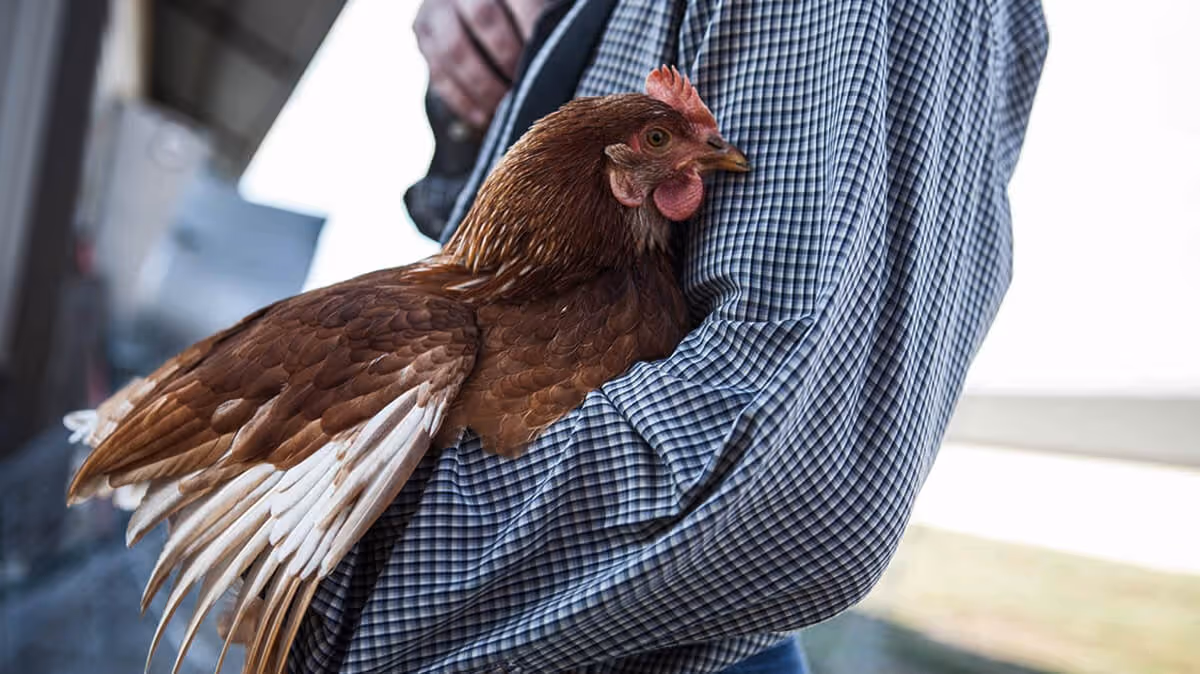 Person wearing a blue plaid shirt holding a brown chicken with white-tipped wings.