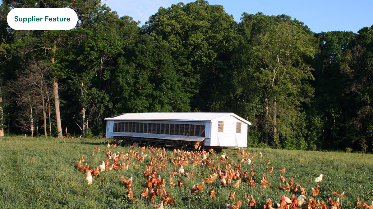 White mobile chicken coop in a green field with many brown and white chickens and dense trees behind.