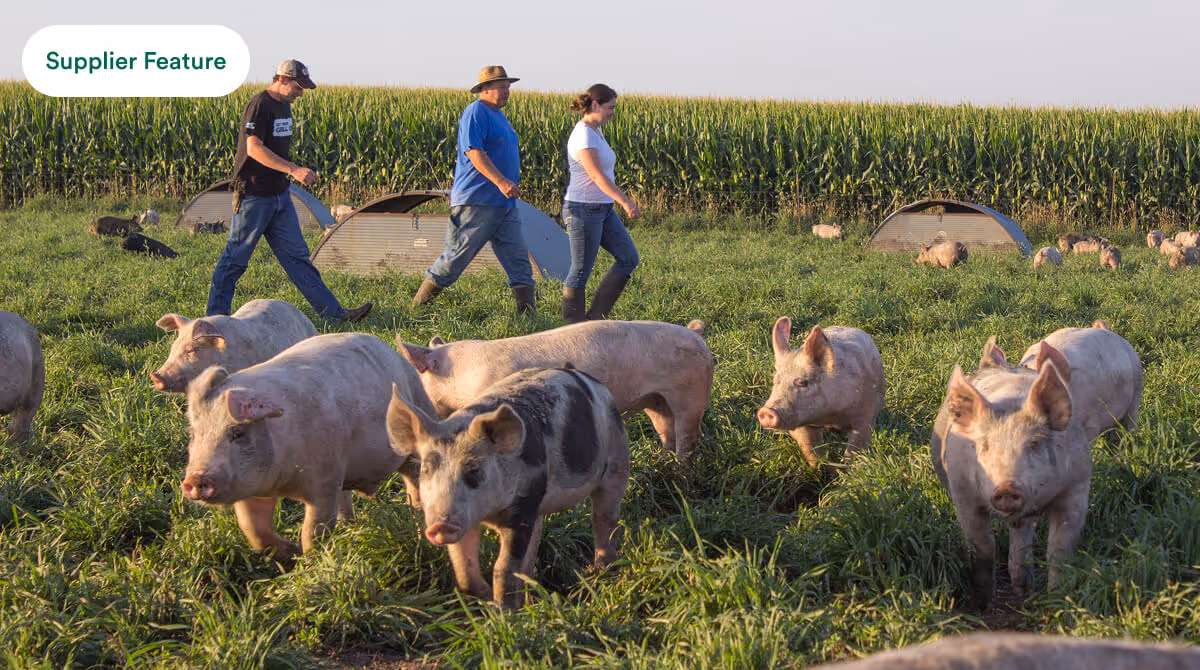 Farmers walk behind pigs grazing in a green grassy field near corn crops and pig shelters.
