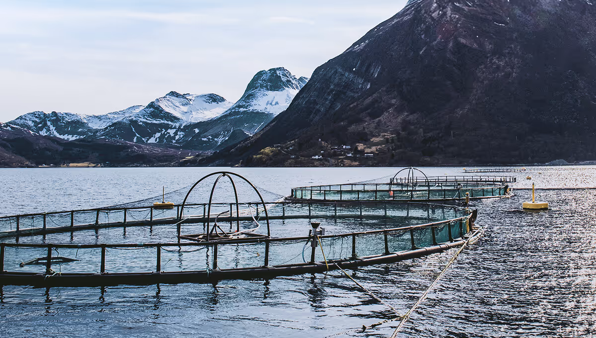 Round fish farming cages floating on a lake with snow-capped mountains in the background.