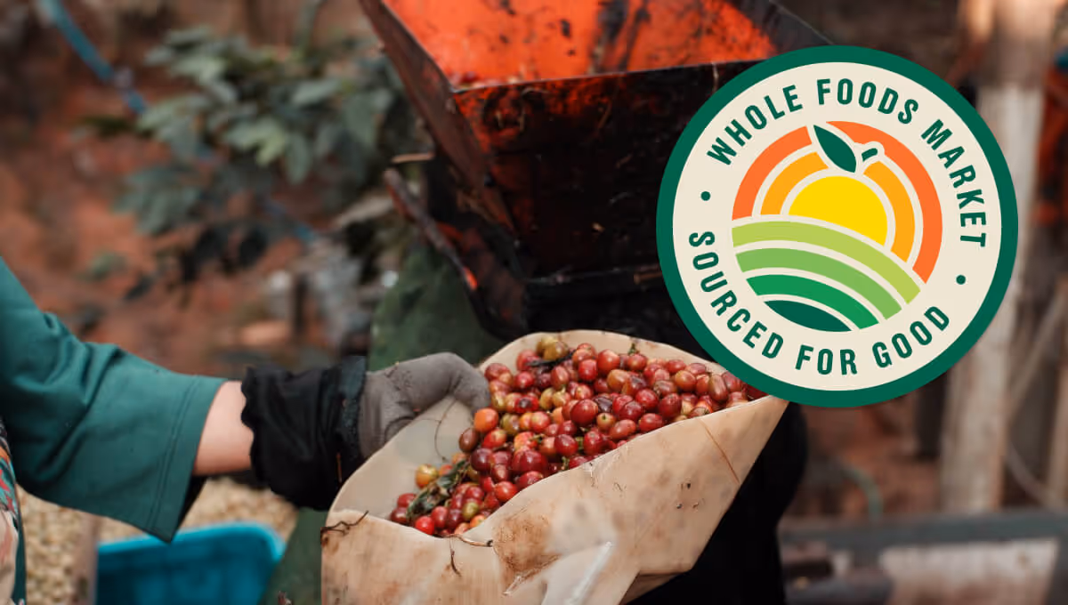 Person holding a paper bag filled with red coffee cherries near a coffee processing machine.