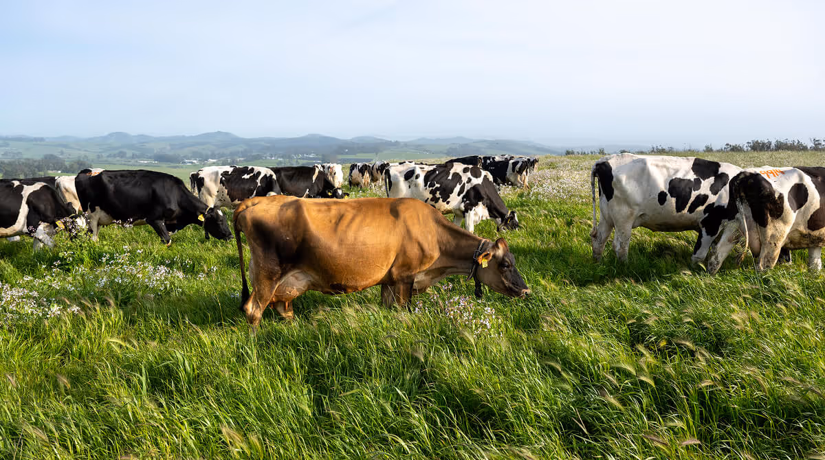 Brown and black-and-white cows grazing on a green grassy field under a clear sky.