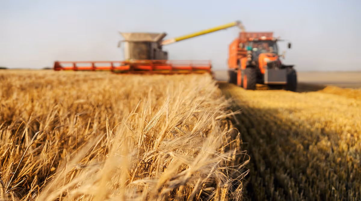 Combine harvester unloading grain into tractor trailer in a golden wheat field during harvest.