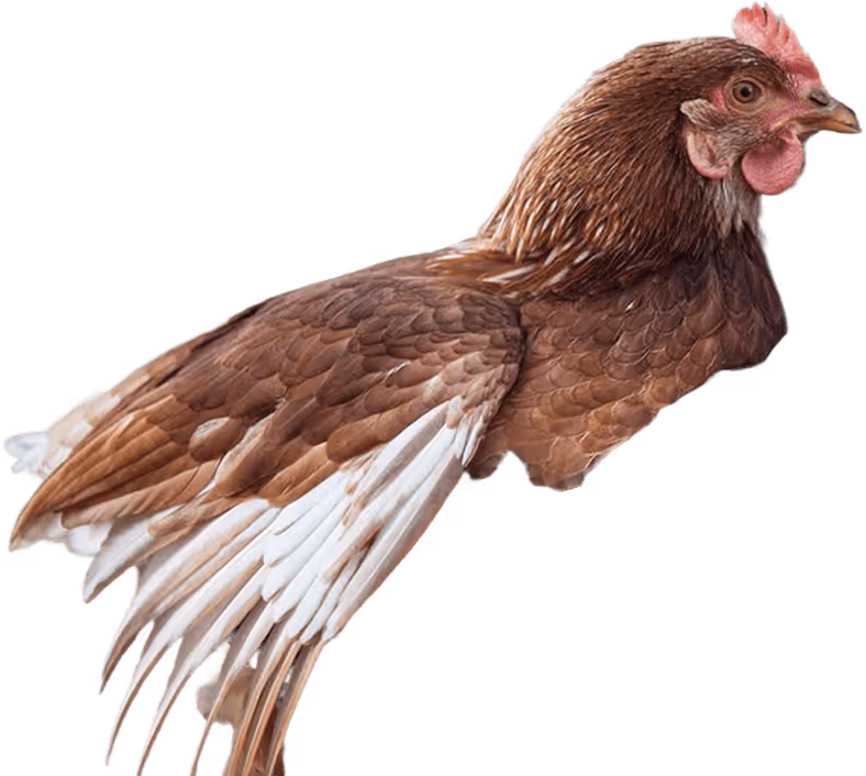 Brown chicken with white feathers on wings isolated on black background.