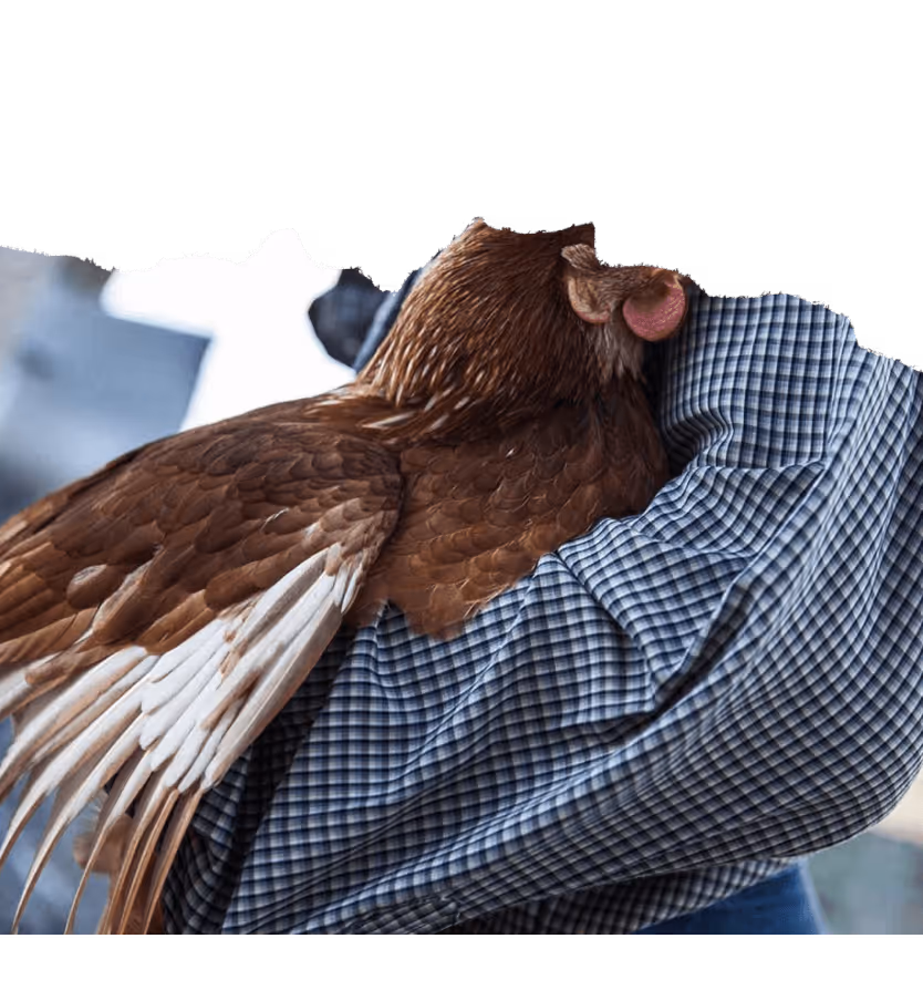Person in checkered shirt holding a brown chicken with white wing feathers.